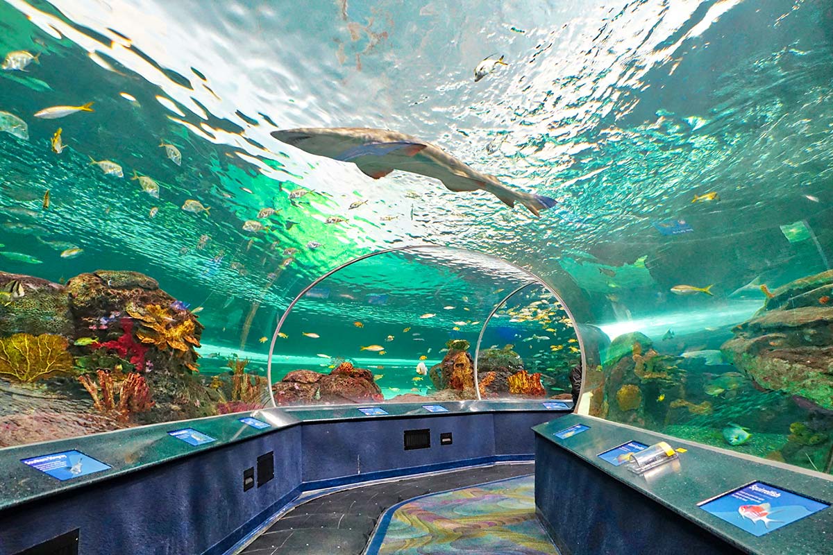 Ripley’s Aquarium of Canada, Toronto - Photo © eskystudio