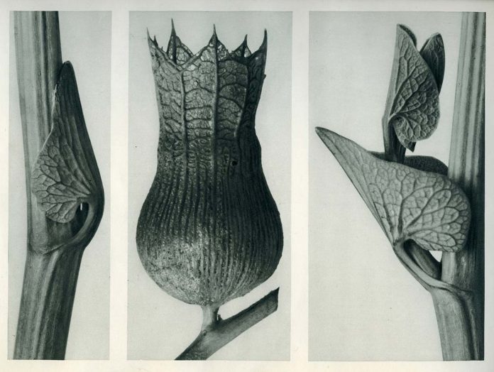 Karl Blossfeldt - Courtesy of Karl Blossfeldt Archive, Ann and Jürgen Wilde Foundation, Pinakothek der Moderne, Munich